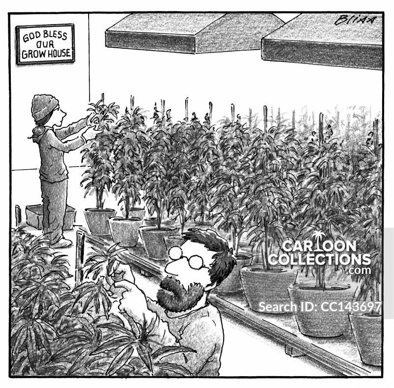 grow_houses-grow_operations-ganja-medical_marijuana-legalizes-law-order-CC143697_low.jpg