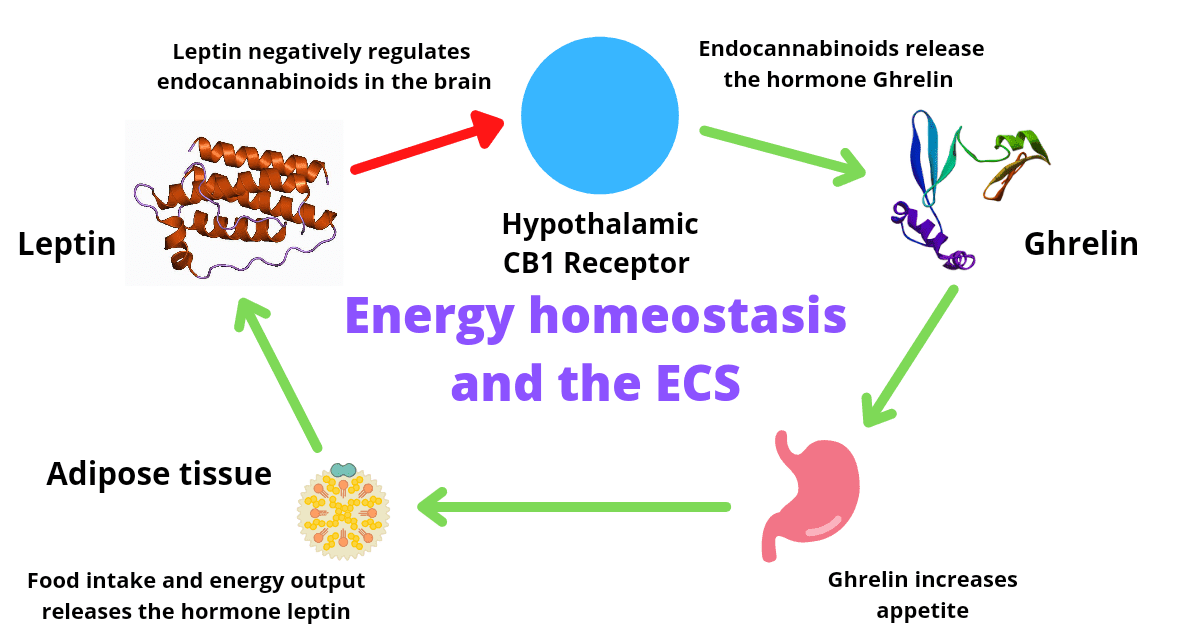 Homeostasis-the-ECS-and-appetite.png