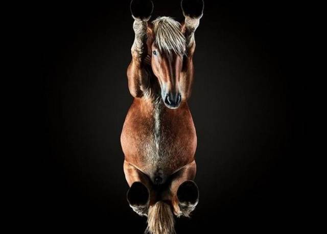 horse_photos_from_a_very_unusual_angle_640_13.jpg