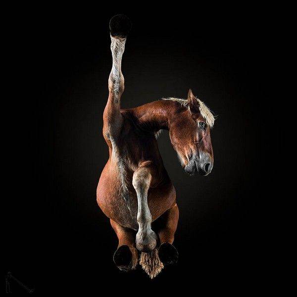 horse_photos_from_a_very_unusual_angle_640_14.jpg