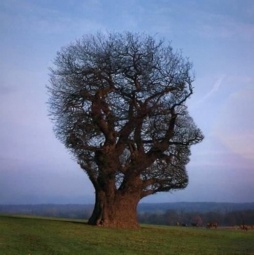 human-tree.jpg