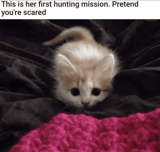 KittenFunny.png