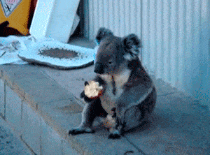 Koala-Eating-Apple.gif