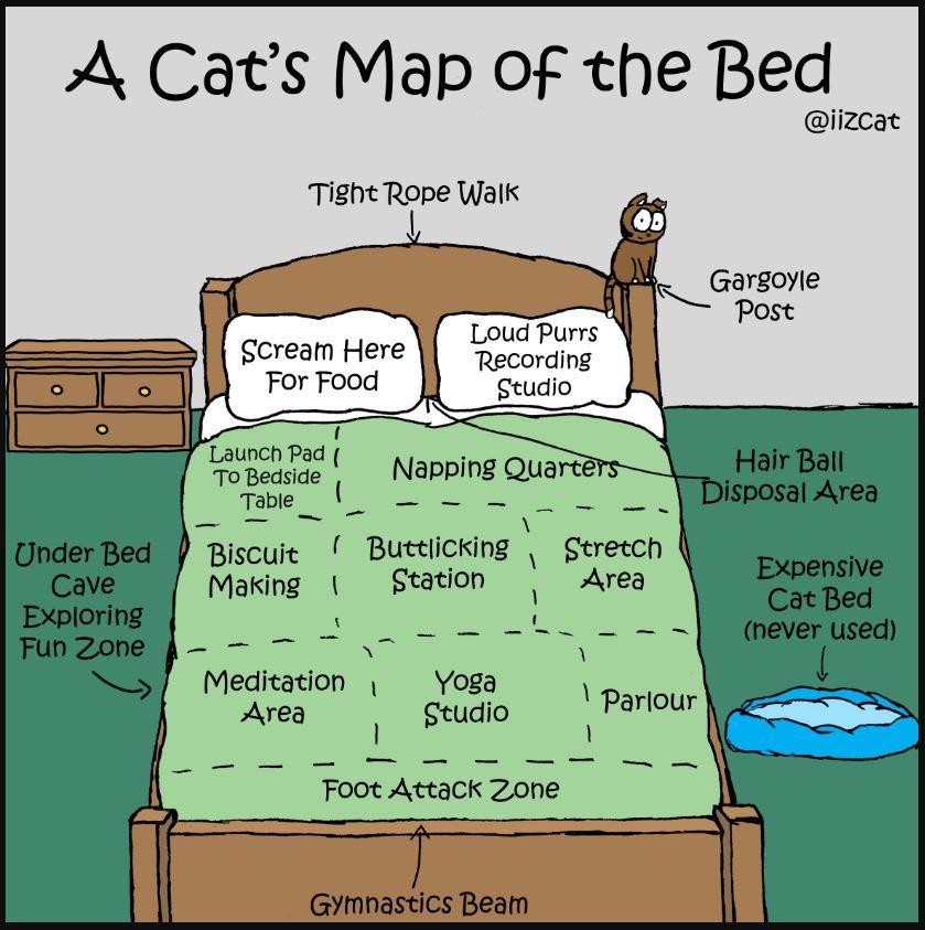 m8br3-cats-map-of-the-bed-comic.JPG