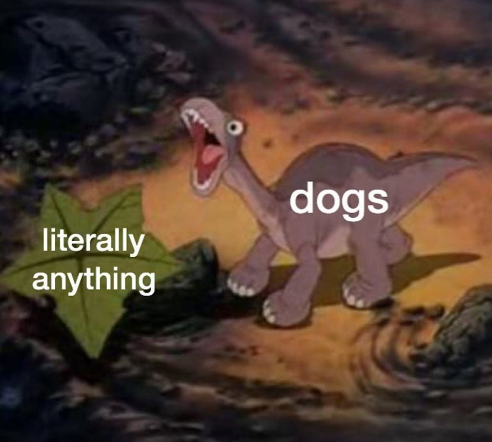 meme-dogs-anything.jpg