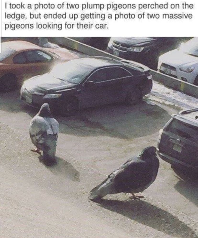 meme-giant-pigeons.jpg