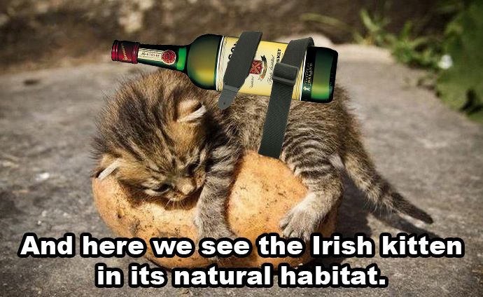 meme-irish-kitten.jpg