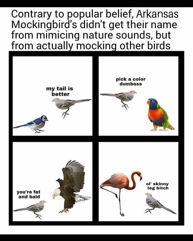 meme-mockingbird.jpg