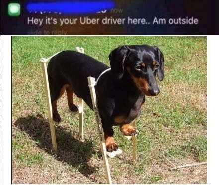 meme-uber-dog.jpg