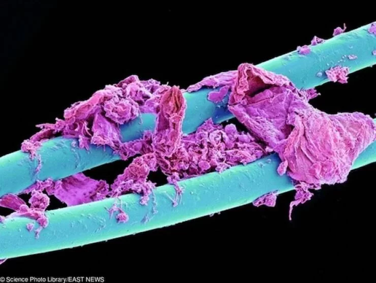 microscopic_marvels_the_fascinating_world_up_close_640_01.webp