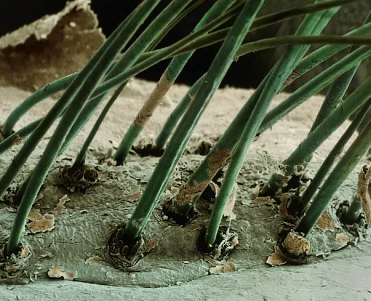 microscopic_marvels_the_fascinating_world_up_close_640_02.webp