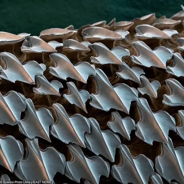 microscopic_marvels_the_fascinating_world_up_close_640_03.webp