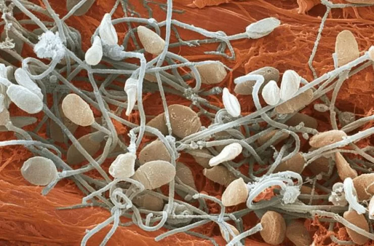 microscopic_marvels_the_fascinating_world_up_close_640_04.webp