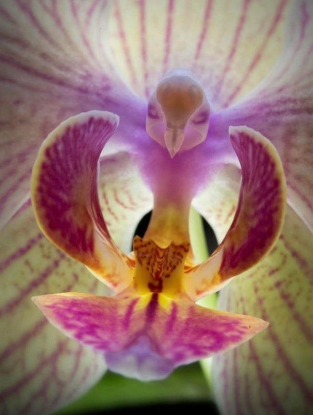 Moth Orchid.jpg