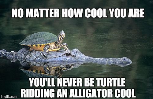 no-matter-how-cool-you-are-turtle-memes.jpg