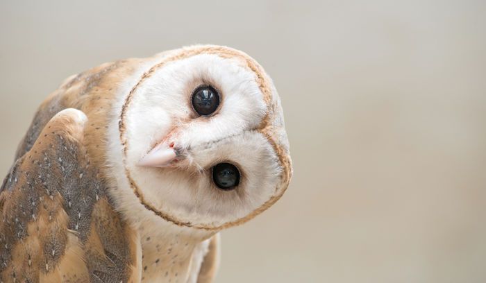 Owl-Spirit-Animal-2.jpg
