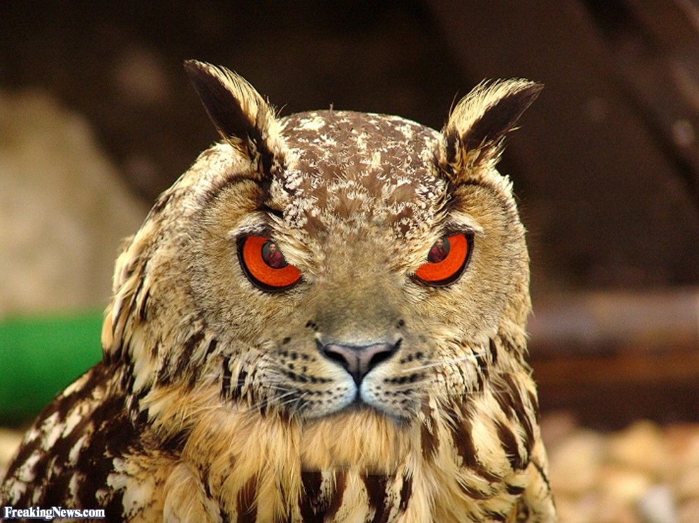 Owl-tiger-9212.jpg