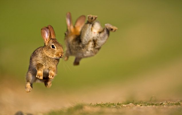 Rabbit-facts-1.jpg