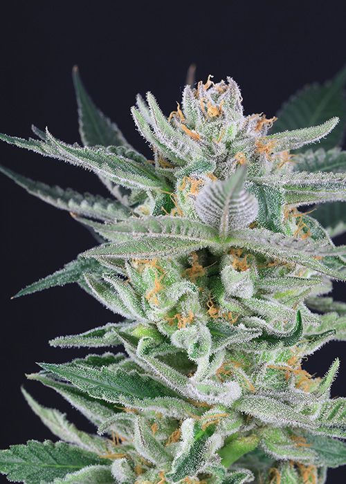roze-strain-review-marijuana-plant.jpg