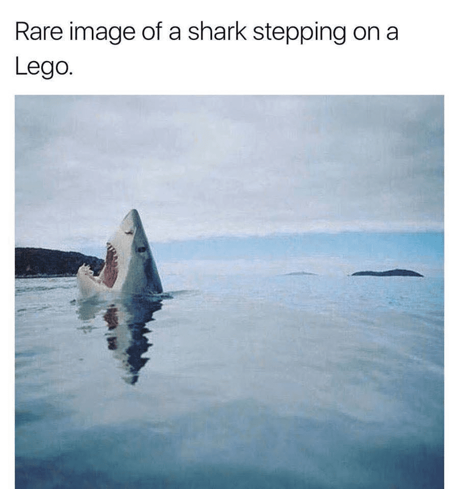 sharklego.png