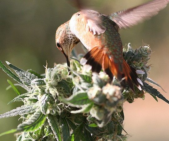 signs-of-birds-on-marijuana-plants.jpg