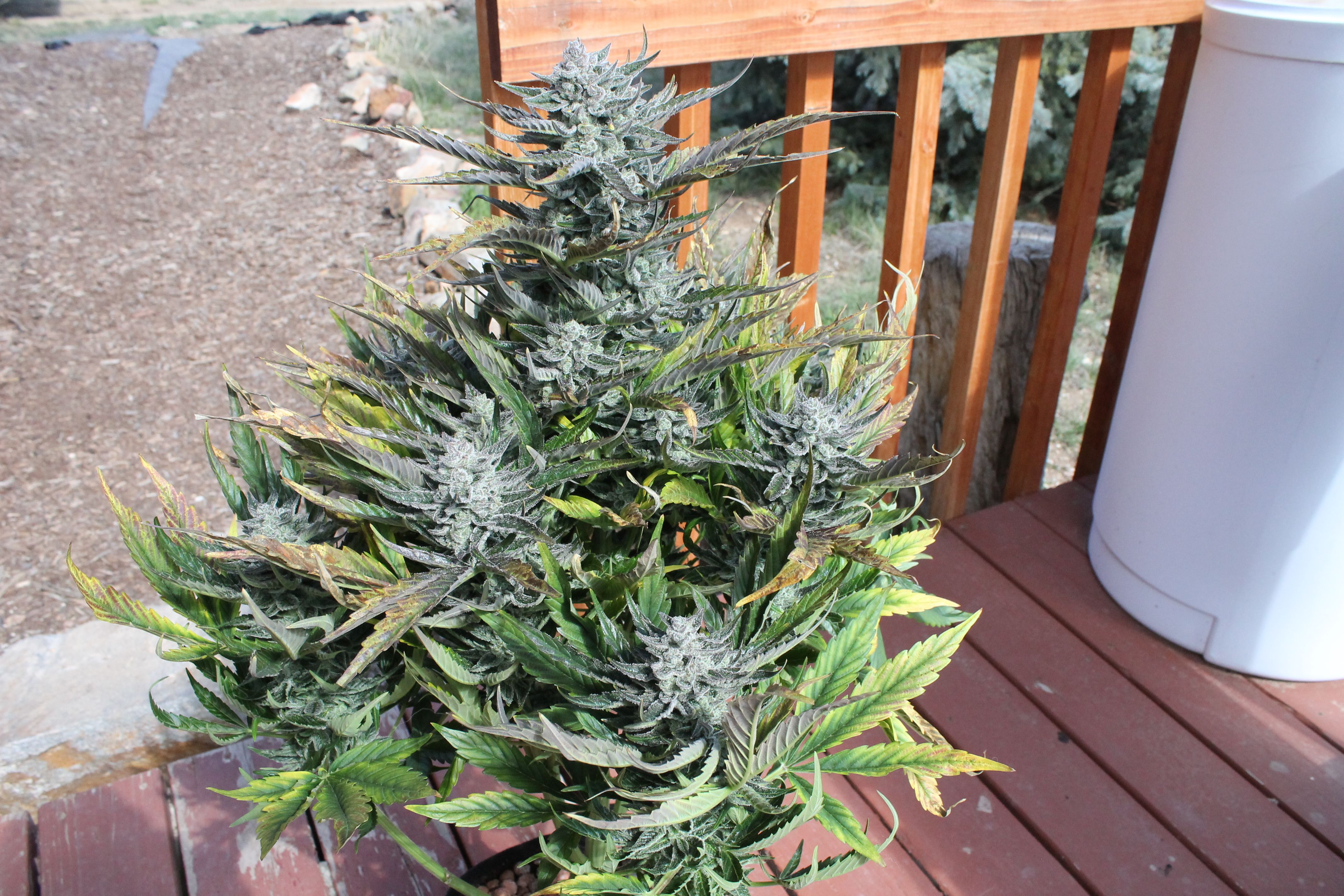 sk1-2nd-plant_early-blossoming-pheno.JPG