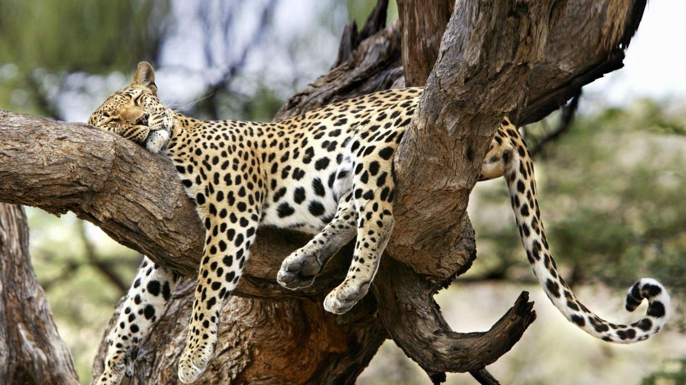 sleepy-jaguar-on-the-tree-1.jpg