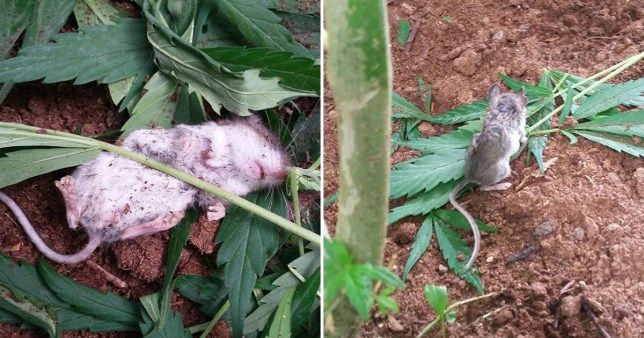 stoned-mouse-found-passed-out-after-eating-cannabis-plant-1744.jpg