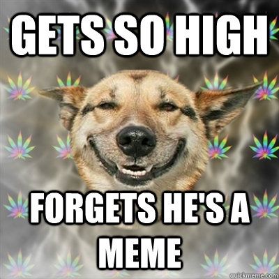 stoner-dog-forgets-hes-a-meme.jpg