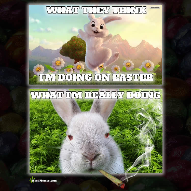 stoner-easter-bunny-weed-memes.jpg