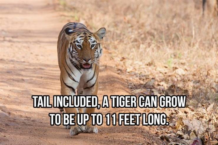 striped_and_cuddly_facts_about_tigers_640_01.jpg
