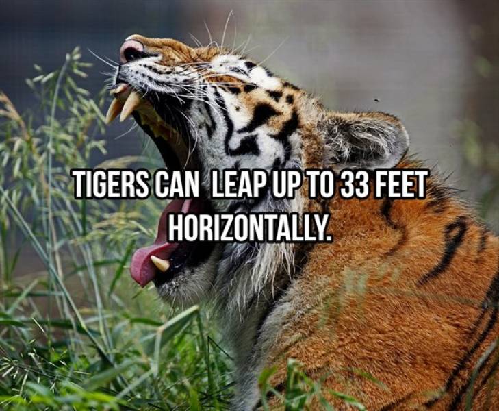 striped_and_cuddly_facts_about_tigers_640_02.jpg