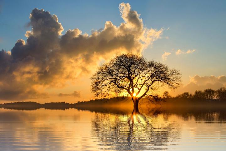 sun-tree.jpg