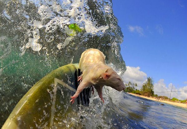surfing-rat.jpg