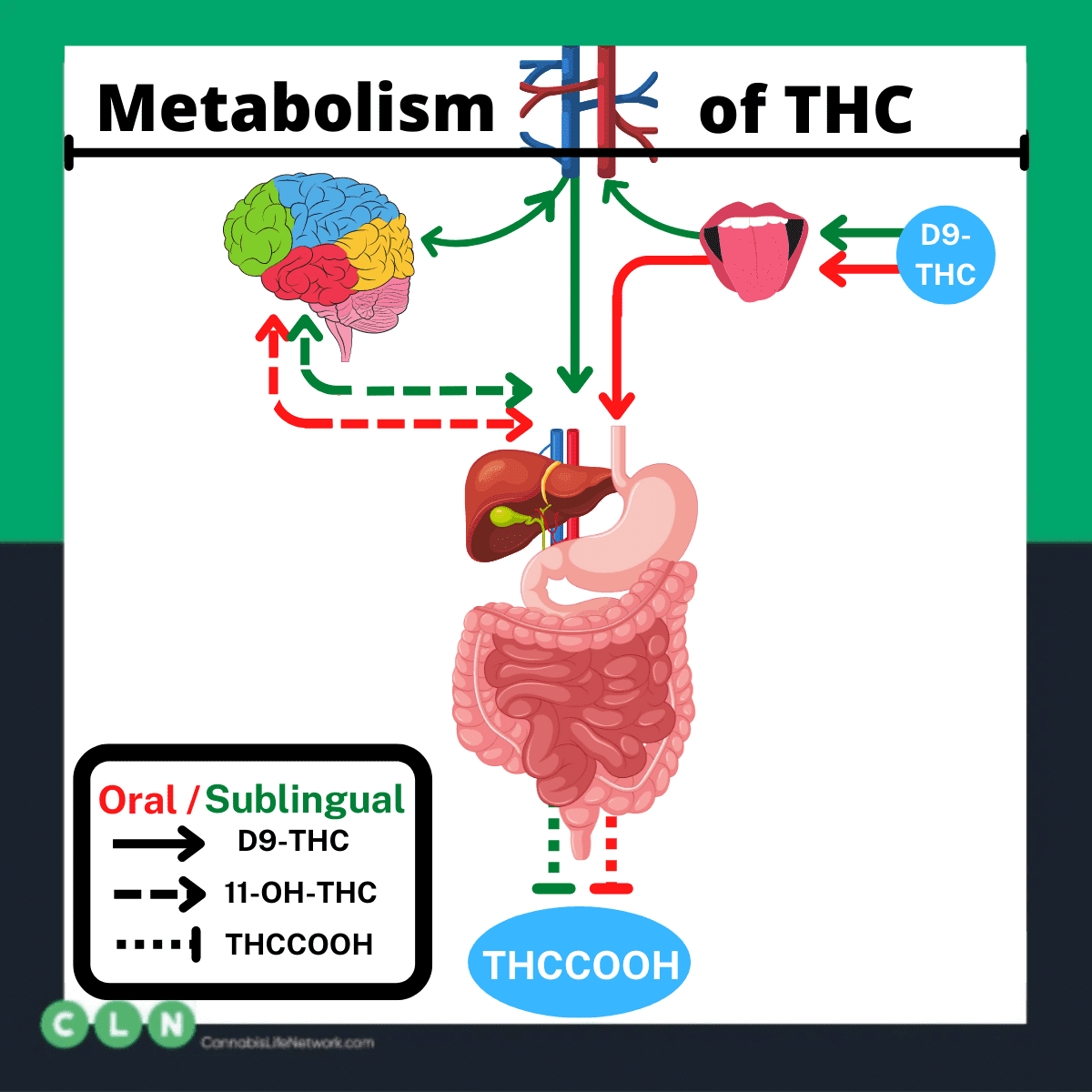 THC-metabolism-in-edibles.png
