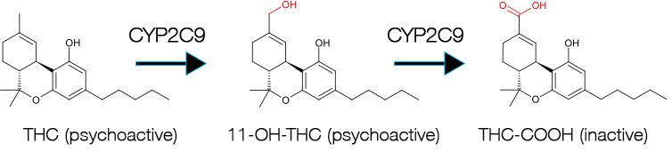 THC-to-THC-COOH-cannabis-metabolism-CYP2C9-SNP.jpg