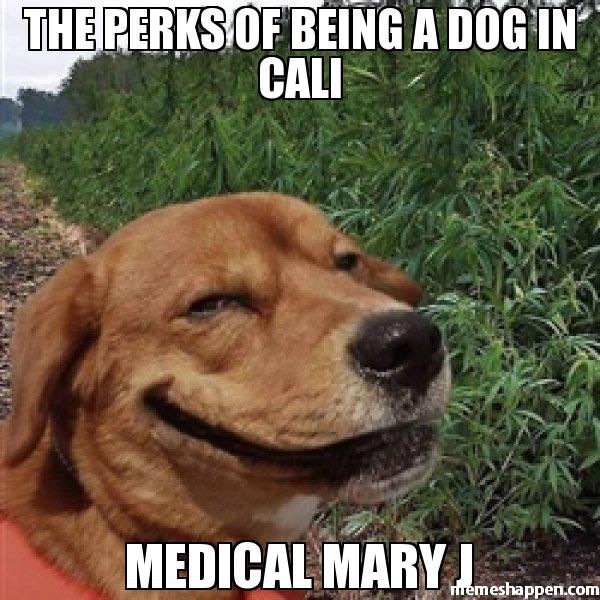 THE-PERKS-OF-BEING-A-DOG-IN-CALI-MEDICAL-MARY-J-meme-5868.jpg
