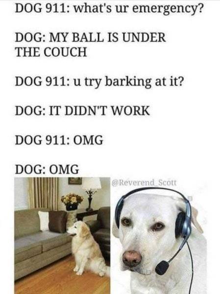 these_dog_memes_are_such_a_treat_640_high_28.jpg