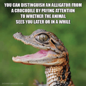 thumb_you-can-distinguish-an-alligator-from-a-crocodile-by-paying-53212691.png