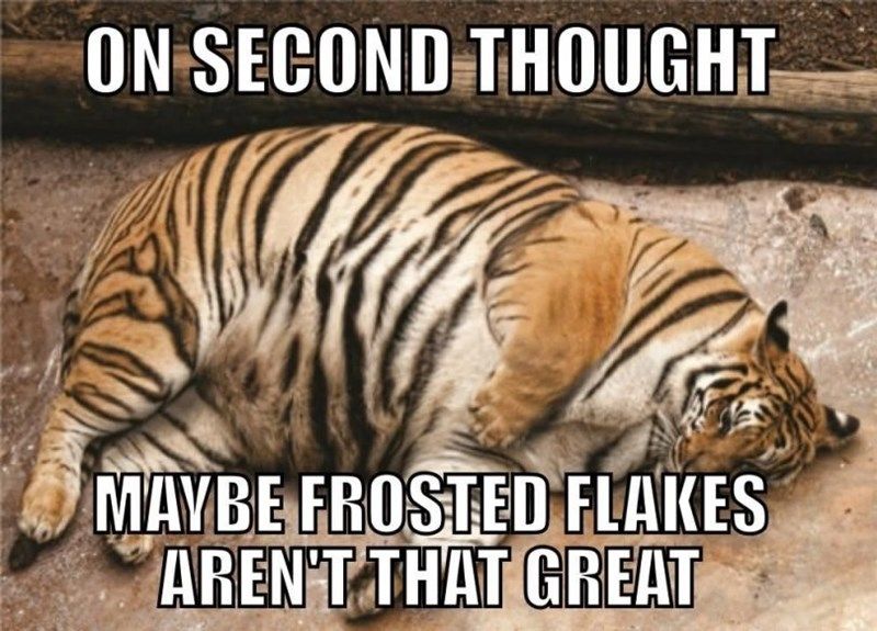 tiger-meme-curled-up-on-the-floor.jpeg