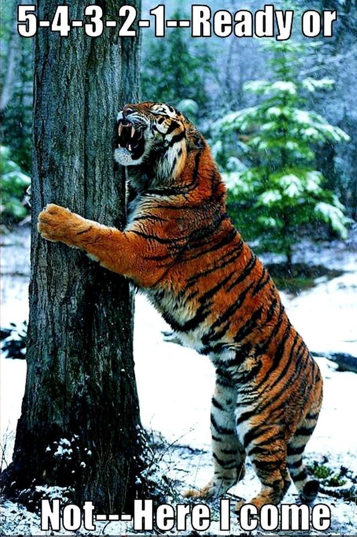 tiger-meme-hiding-behind-a-tree-trunk-and-holding-it.jpeg