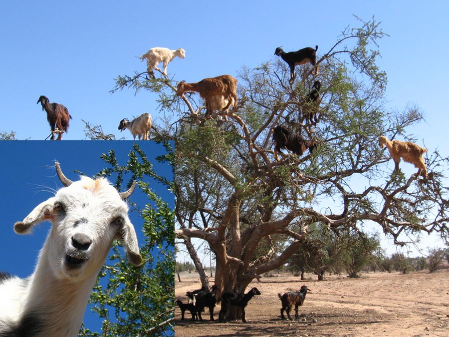 tree-climbing-goats.jpg