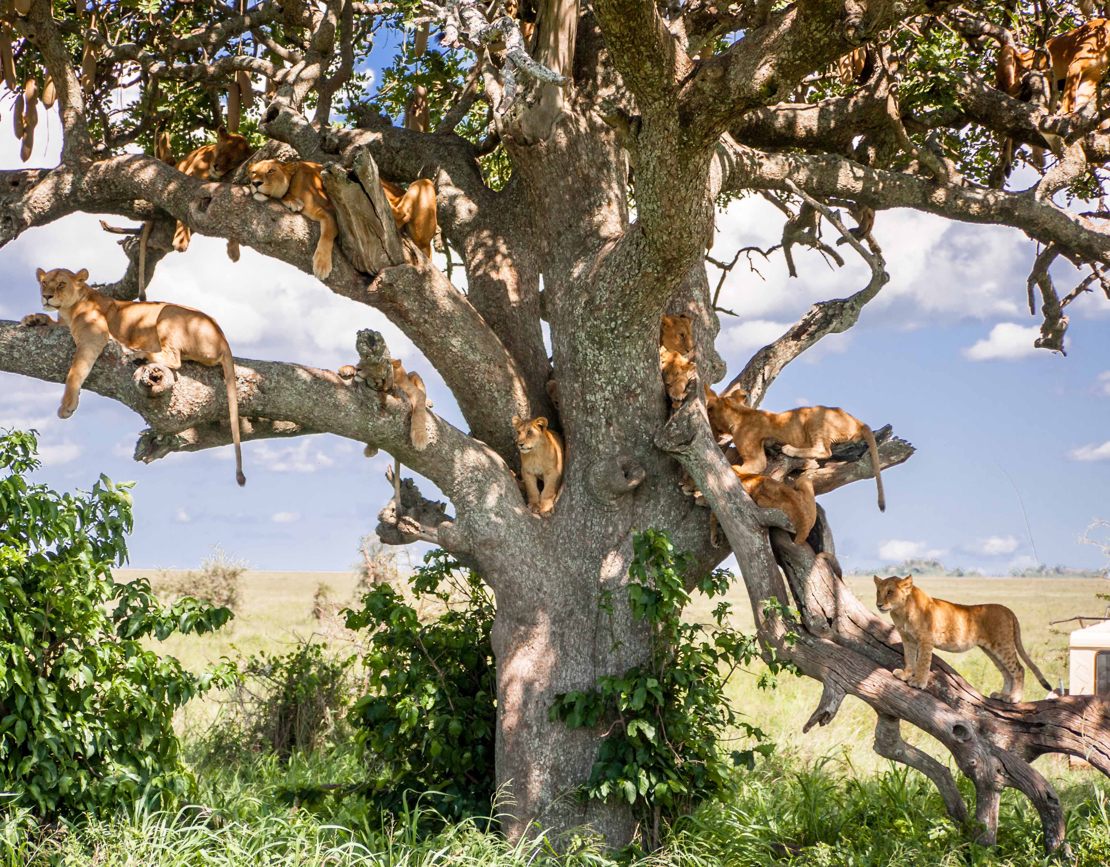Tz-lions-Serengeti.jpg