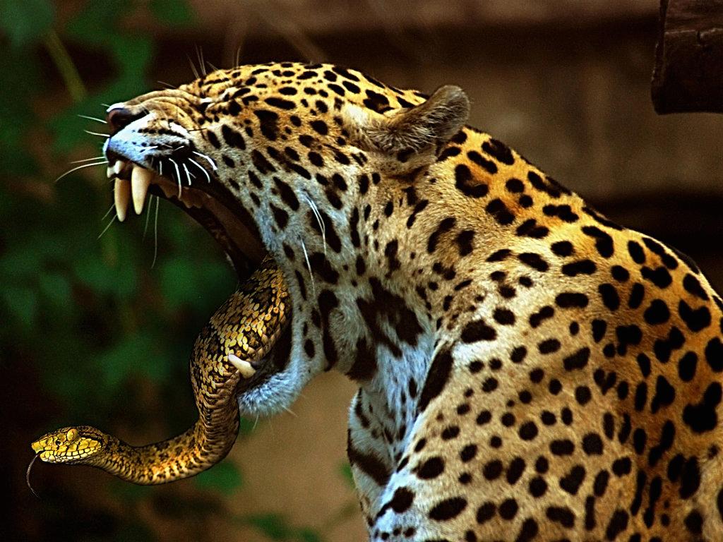 wallpaper-weird-jaguar-and-snake.jpg