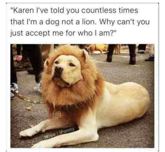 you-countless-times-that-im-a-dog-not-a-lion-why-cant-you-just-accept-me-for-who-i-am-wise-if...jpeg