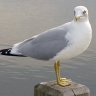 seagull900