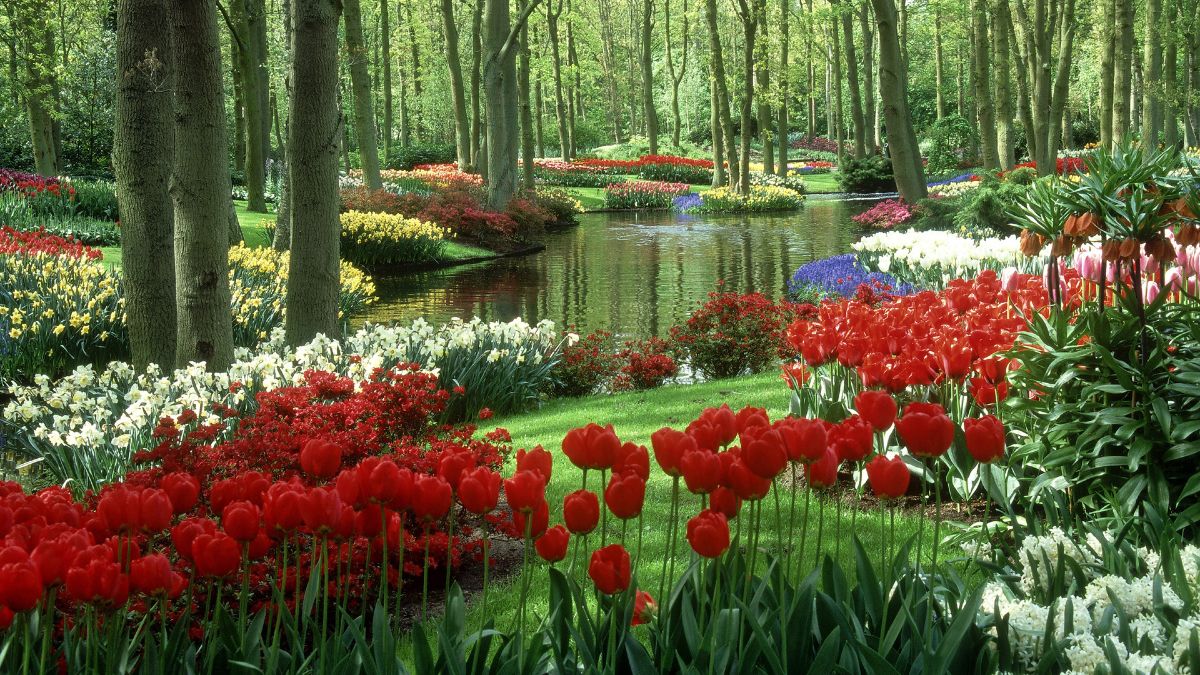 Man-Made-Garden-Tulips-Spring-Nature-Wallpaper.jpg