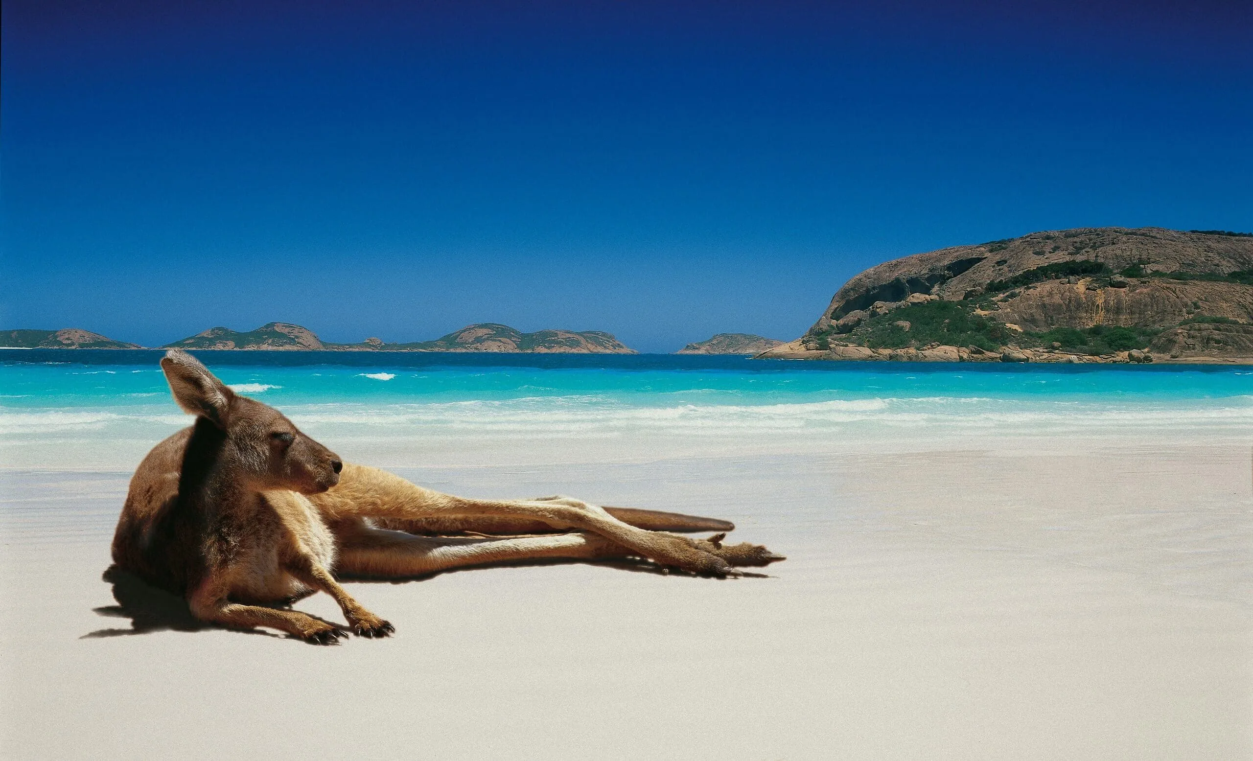 Australia-Kangaroo.jpg.webp