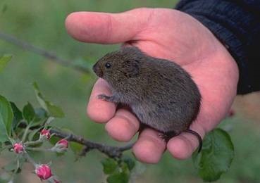 vole-meadow-mouse.jpg