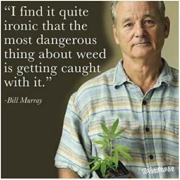 beautiful-bill-murray-memes-i-find-it-quite-ironic-that-the-most-dangerous-thing-about-weed-is.jpg